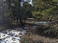Build On A Forested 1.73 Ac Lot : Edgewood : Torrance County : New Mexico