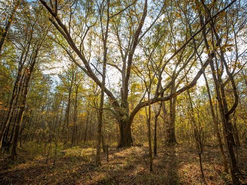 148 Acres in Pheba, Mississippi : Pheba : Clay County : Mississippi
