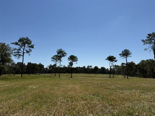 Dungarven Ridge Lot 8, 10 Acres : Micanopy : Marion County : Florida