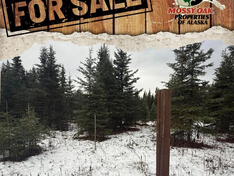 4 Lots on Chamberlain Ave : Ninilchik : Kenai Peninsula Borough : Alaska