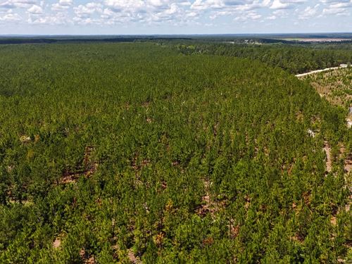 Beaverdam Road Tract : Cassatt : Kershaw County : South Carolina