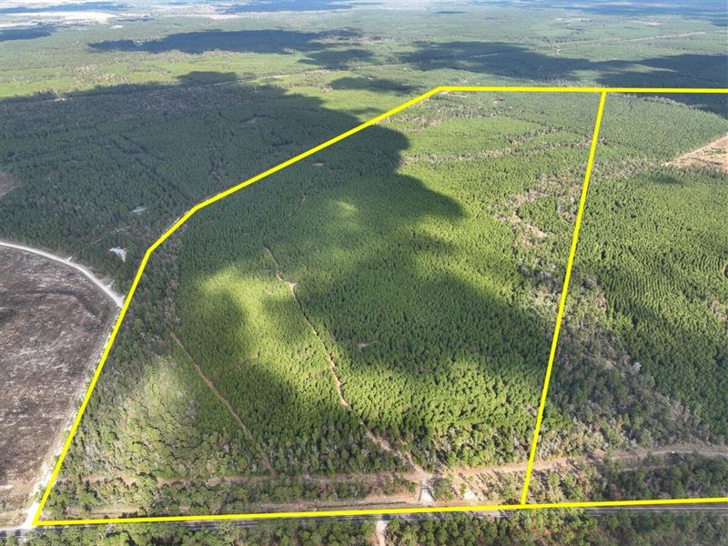 231 Acres, FM 247, T-2, Walker : Huntsville : Walker County : Texas