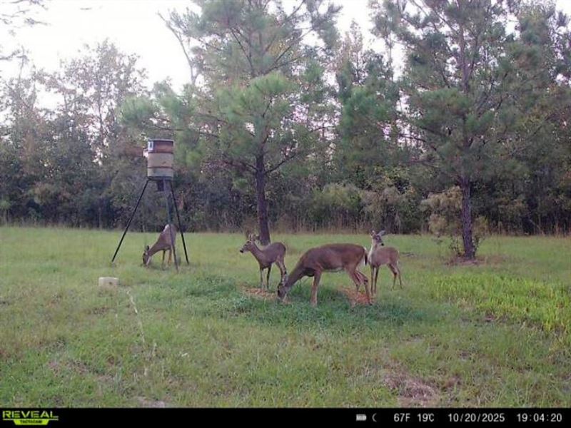 Hunter's Paradise, 36 Acres of Pri : Madison : Madison County : Florida