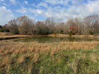 81 Acres Adjoining The Mark Twain : Falcon : Laclede County : Missouri