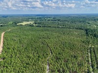 Tract 15, Penny Morris Road : Baxley : Appling County : Georgia