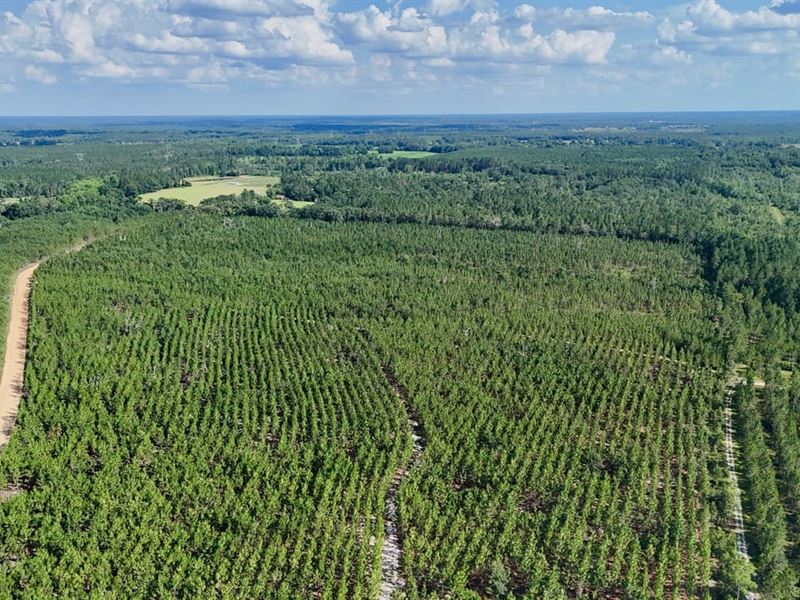 Tract 15, Penny Morris Road : Baxley : Appling County : Georgia