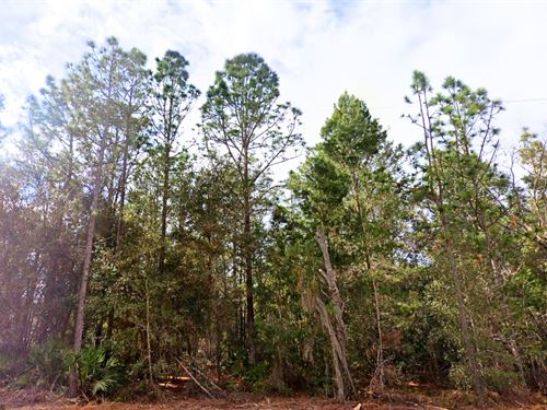 Good Road, Power Nearby, Affordable : Interlachen : Putnam County : Florida