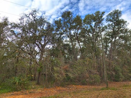 Serene Lot Near Towns, & Power Pole : Interlachen : Putnam County : Florida