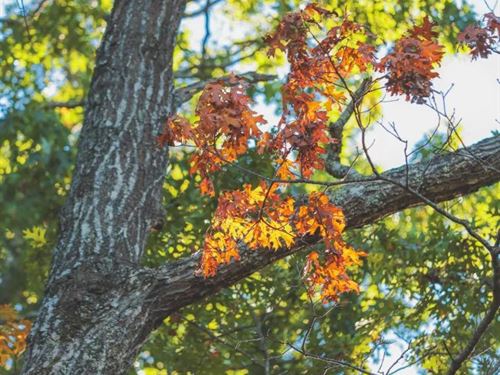 450.9 Acres With a Cabin in Rhea Co : Evensville : Rhea County : Tennessee