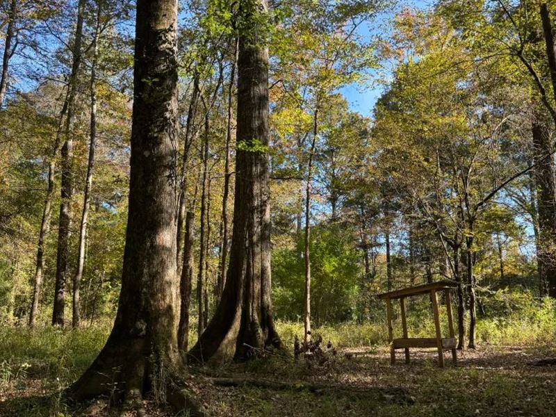 67 Acres in Attala County, MS : Kosciusko : Attala County : Mississippi