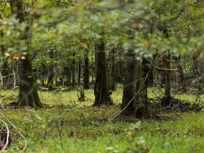 548.75 Acres in Grant County, AR : Malvern : Grant County : Arkansas