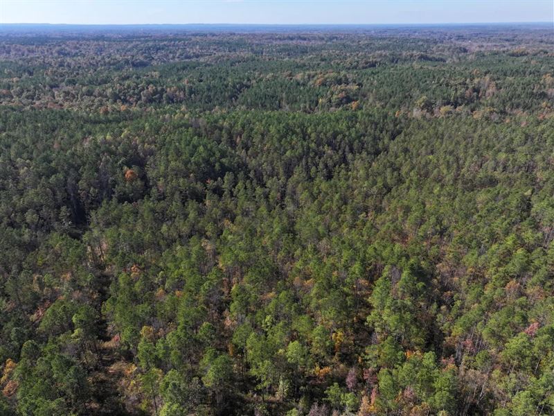 160 Acres in Clay County, MS : Woodland : Clay County : Mississippi