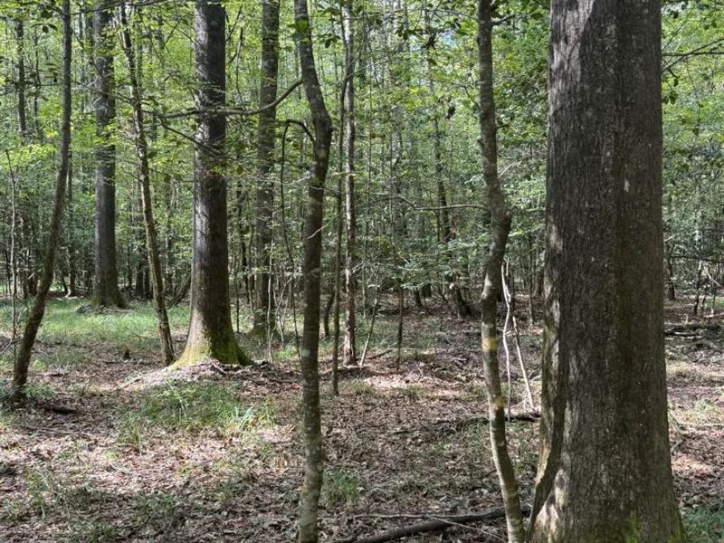 37.59 Acres in Attala County, MS : Kosciusko : Attala County : Mississippi