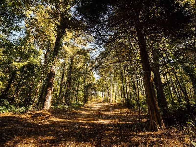 1,884.4 Acres in Marshall County : Holly Springs : Marshall County : Mississippi