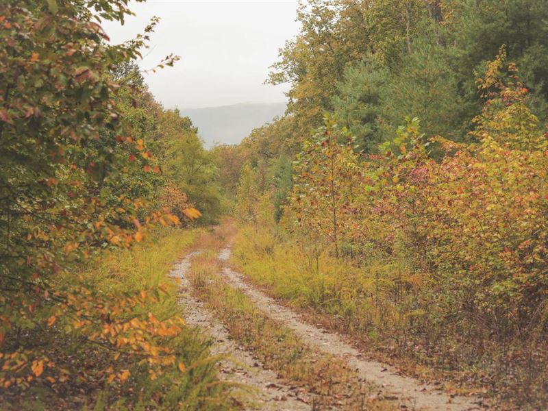 615 Acres in Morgan County, TN : Oakdale : Morgan County : Tennessee