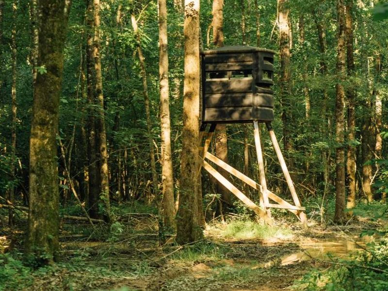 141.3 Acres in Lafayette County, MS : Oxford : Lafayette County : Mississippi