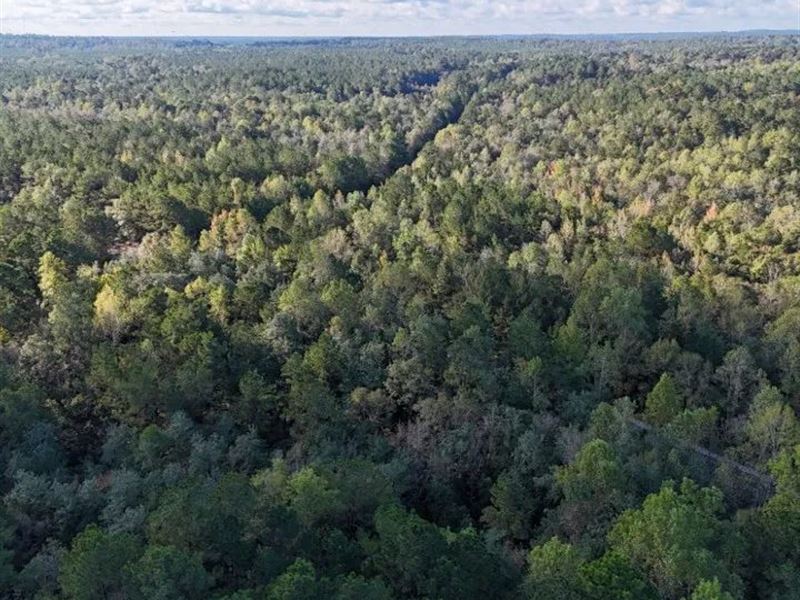 62 Acres in Forrest County in Hatti : Hattiesburg : Forrest County : Mississippi