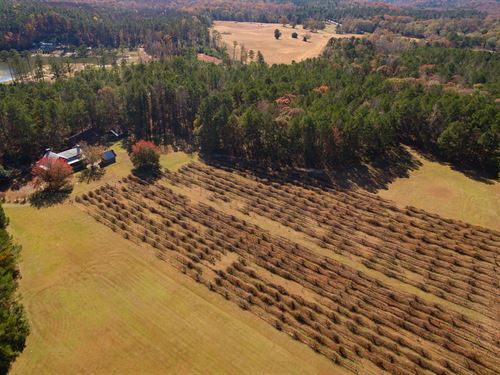 Harrell's Vineyard : Newnan : Coweta County : Georgia