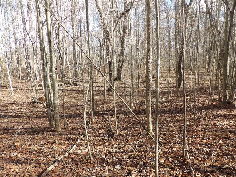Creek, Level, Paved Road Frontage : Evansville : Bledsoe County : Tennessee
