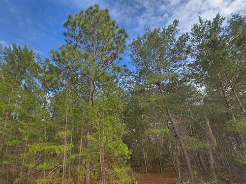 Serene Lot in a Quaint Neighborhood : Interlachen : Putnam County : Florida