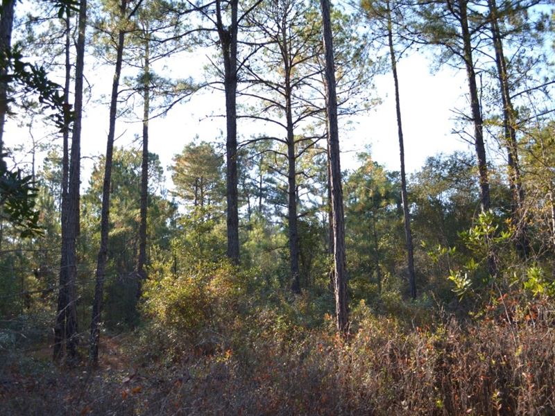 Sandpiper Lane, Tract 1 : Swainsboro : Emanuel County : Georgia