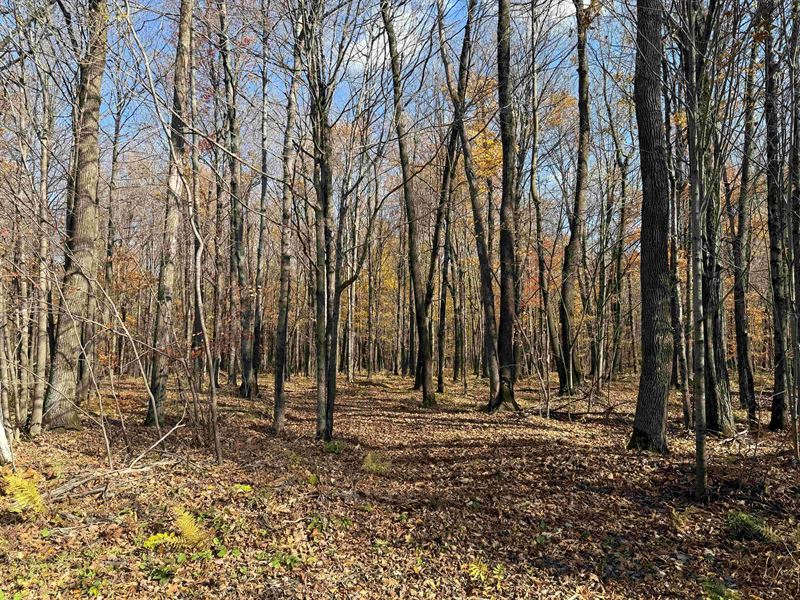 5 Acres West of Prentice, WI : Catawba : Price County : Wisconsin