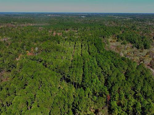 Lotts Creek Tract 1 : Statesboro : Bulloch County : Georgia