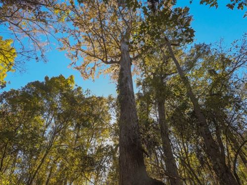 Ogeechee River Plantation Tract 3 : Millen : Jenkins County : Georgia