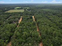 Flat Buildable Land Easy Terms : Interlachen : Putnam County : Florida