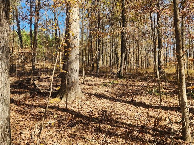 Monroe County Farm 115 Acres : Culloden : Monroe County : Georgia