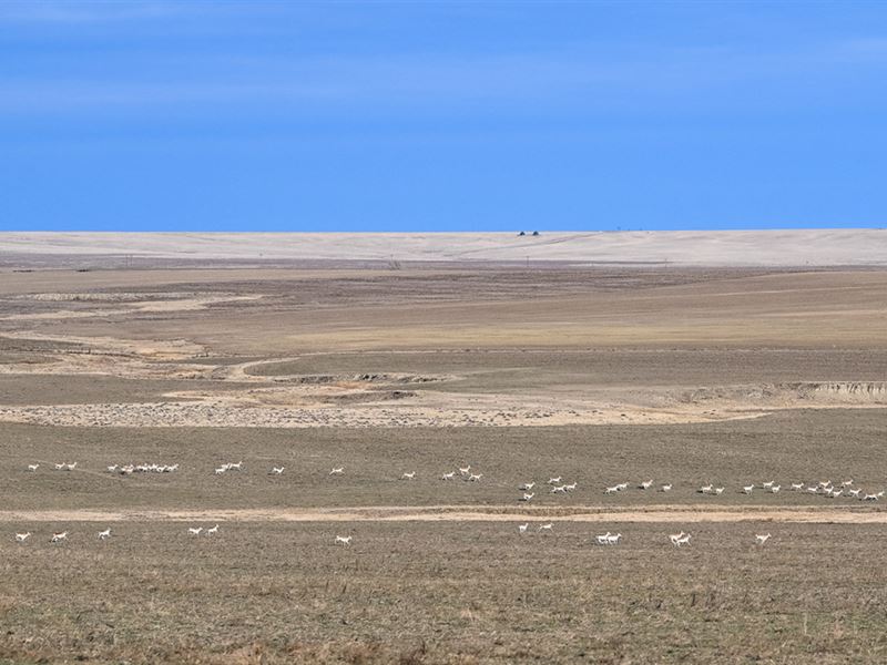 Lincoln County Organic Farm : Genoa : Lincoln County : Colorado