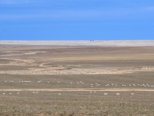 Lincoln County Organic Farm : Genoa : Lincoln County : Colorado