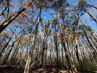 8.33 Acres of Residential And Recre : Pittsboro : Chatham County : North Carolina