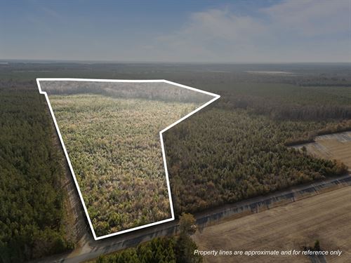 52-Ac Timber Investment Tract : Aurora : Beaufort County : North Carolina