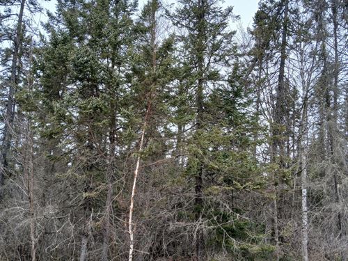 Manhardt Road Parcel : Minocqua : Oneida County : Wisconsin