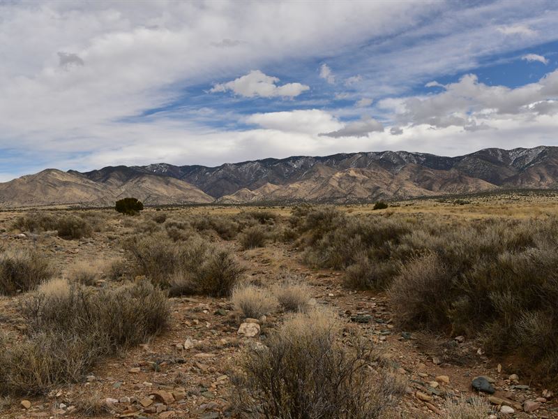 Spacious and Full of Potent : Belen : Valencia County : New Mexico