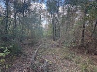 Righthand Creek Tract, Allen Parish : Ragley : Allen Parish : Louisiana