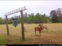 Hunter's Paradise, 30 Acres of Pri : Madison : Florida