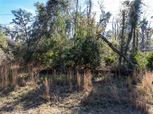 Naturally Wooded : Live Oak : Suwannee County : Florida