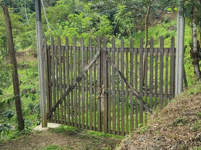 Beautiful Coffee and Cow Farm : Cartago De Jiminez Tucurrique : Costa Rica