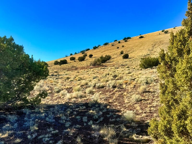 Own Your Elevated Arizona Retreat : Concho : Apache County : Arizona