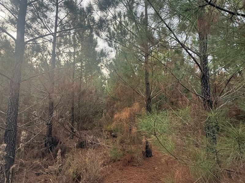 Beautiful Rural Hunting Tract : Crawfordville : Taliaferro County : Georgia