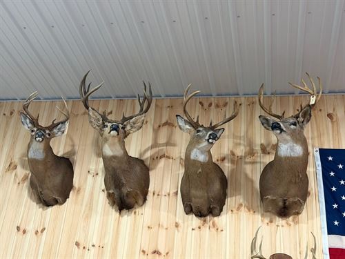 61-Acre Whitetail Sanctuary, Mayvi : Chautauqua : New York