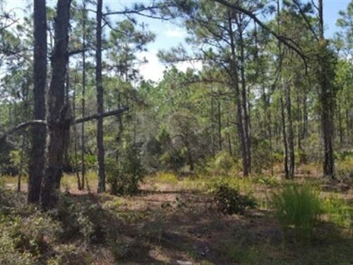 .23 Acres of Freedom : Lake Placid : Highlands County : Florida