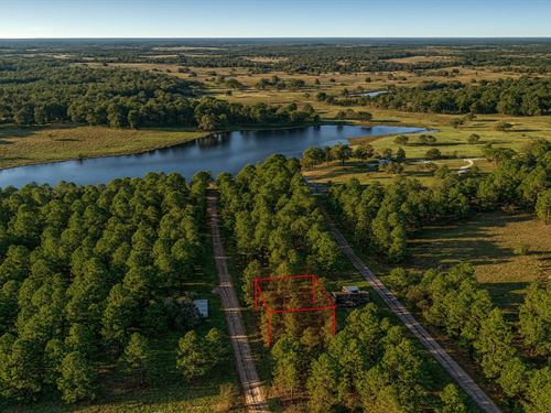 .2 Acre in Trinity, $150/Mo : Trinity : Texas