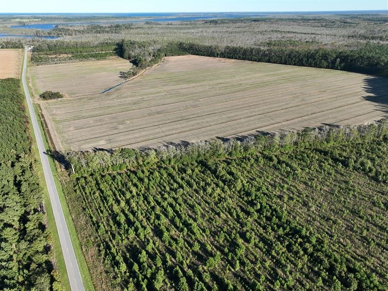 156 Acres of Farm : Columbia : Tyrrell County : North Carolina