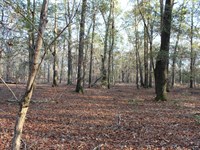 Large Acreage Homestead : Dublin : Laurens County : Georgia