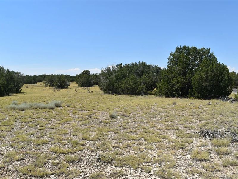 Lot 36 County Rd 93.9, Trinidad : Trinidad : Las Animas County : Colorado