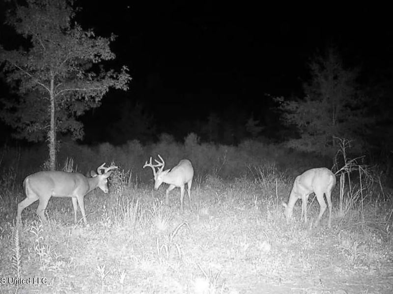 Tensas Parish Land Near Lake St Jo : Waterproof : Tensas Parish : Louisiana