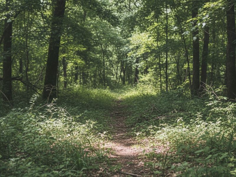 13.33 Acres, Forested Tulsa County : Bixby : Tulsa County : Oklahoma